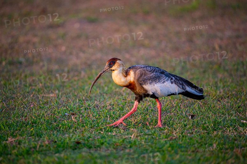 White-necked Ibis (Theristicus caudatus hyperorius) Pantanal Brazil