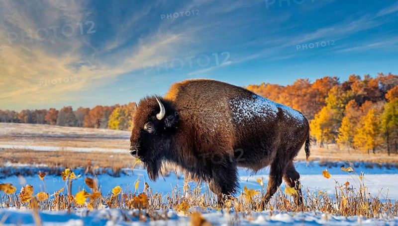AI generated, animal, animals, mammal, mammals, biotope, habitat, one, individual, foraging, wildlife, bison, North America, Buffalo, wild cattle, (Bison bonasus), autumn, autumn leaves, early winter, snow