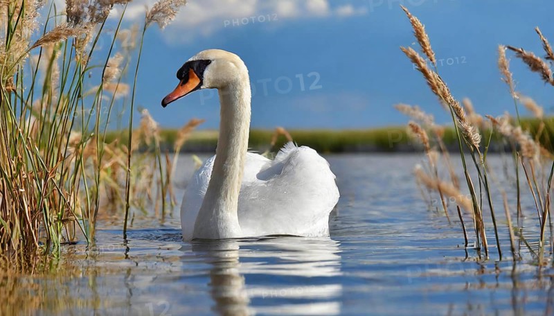 Ai generated, animal, animals, bird, birds, biotope, habitat, one, individual, swims, waters, reeds, water lilies, blue sky, foraging, wildlife, white, white swan, swans, mute swan (Cygnus olor), summer, seasons, sideways