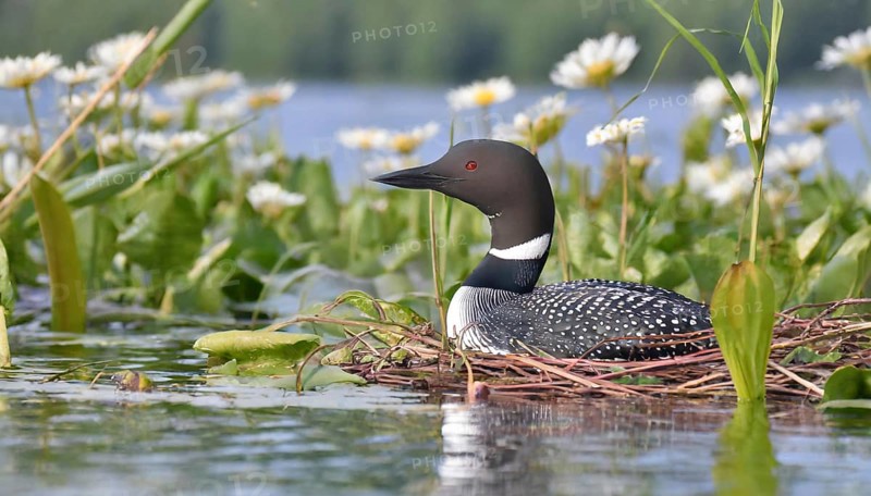 Ai generated, animal, animals, bird, birds, biotope, habitat, a, individual, swims, waters, breeds, nest, reeds, water lilies, blue sky, foraging, wildlife, summer, seasons, loon, (Gavia immer), tundra, Greenland, Iceland, Canada, loon, winters on the coasts of Europe, North America