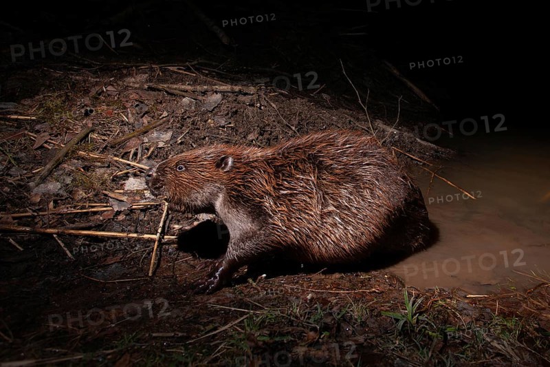 European beaver (Castor fiber) at the beaver lodge, Thuringia, Germany, Europe
