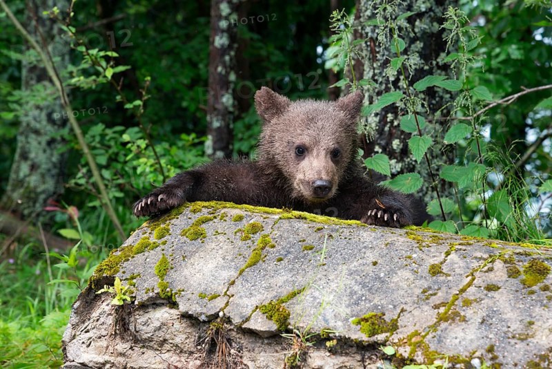 A curious brown bear young looks over a moss-covered stone, European brown bear (Ursus arctos arctos), young, Transylvania, Carpathians, Romania, Europe
