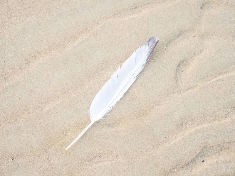 Feather of a seagull on the beach, Lopar, island Rab, Croatia, Europe