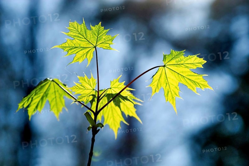 Leaves of sycamore maple (Acer pseudoplatanus) against the light
