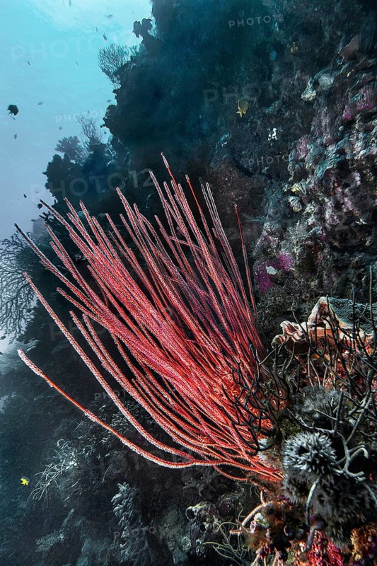 Shrub or rod gorgonian (Ellisella ceratophyta), Wakatobi Dive Resort, Sulawesi, Indonesia, Asia