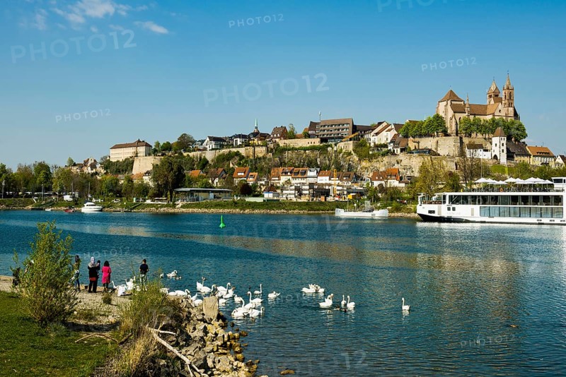 Swans on the Rhine and town view, Breisach am Rhein, Baden-Wuerttemberg, Germany, Europe