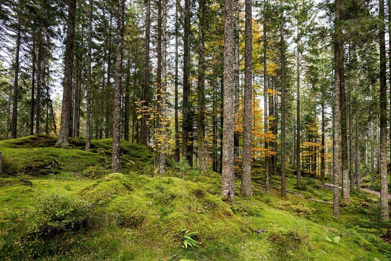 Spruce forest and moss, near Hinterzarten, Black Forest, Baden-Wuerttemberg, Germany, Europe