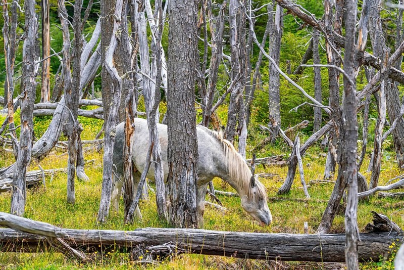 Horse, grey, grazing between dead trees, Tierra del Fuego National Park, Tierra del Fuego Island, Patagonia, Argentina, South America