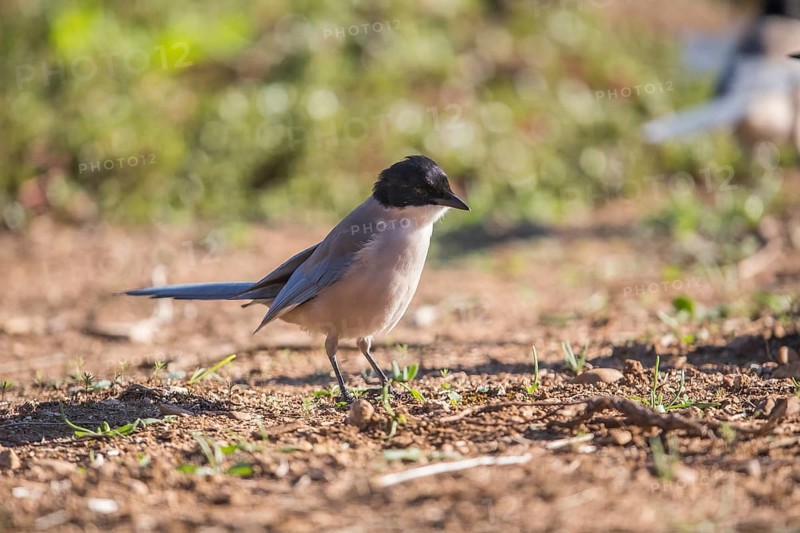 Blue magpie (Cyanopica cooki), Extremadura, Castilla La Mancha, Spain, Europe