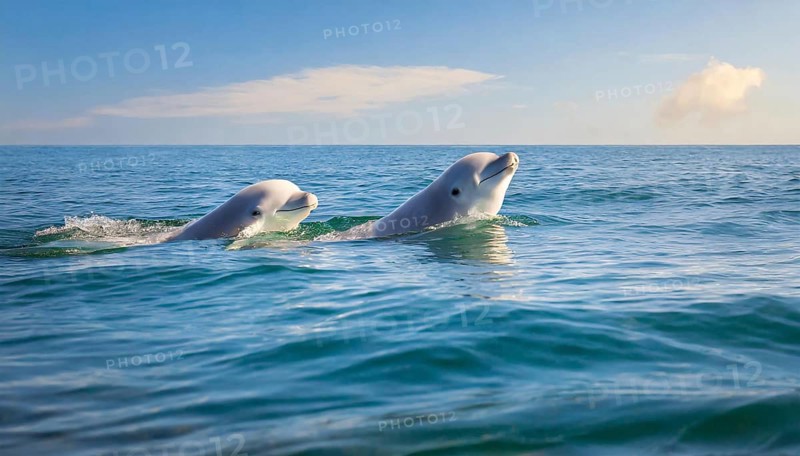 KI generated, animal, animals, mammal, mammals, biotope, habitat, two, female with young, foraging, wildlife, beluga, beluga (Delphinapterus leucas) dolphin, dolphin, pilot whale, Arctic, skin bluish-white, cream-coloured, later white, carnivore, dolphin species, dolphin species
