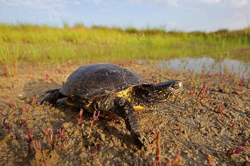 European pond turtle (Emys orbicularis), Danube Delta Biosphere Reserve, Romania, Europe