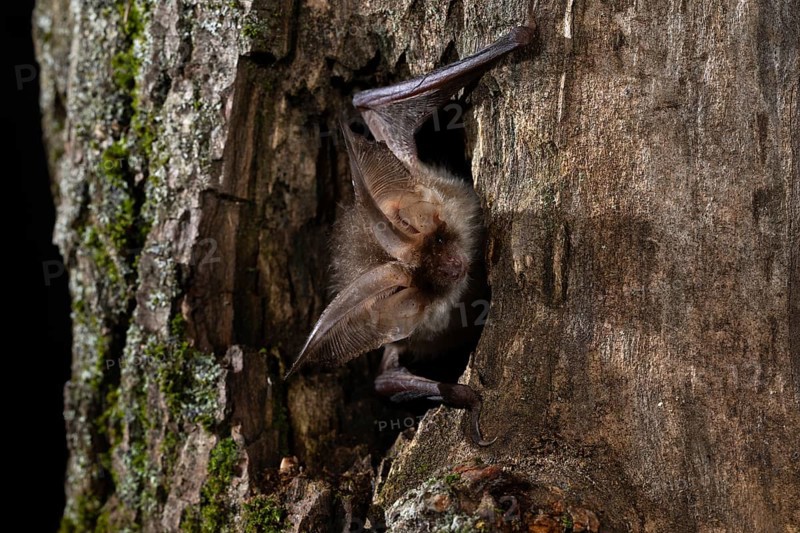 Brown long-eared bat (Plecotus auritus) in a tree hollow, Thuringia, Germany, Europe