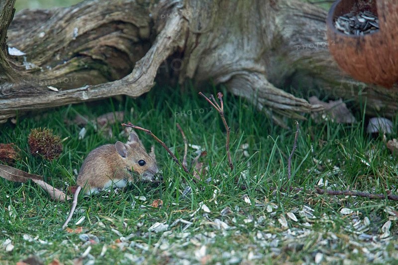 Wood mouse standing in green grass looking right in front of tree root with food bowl