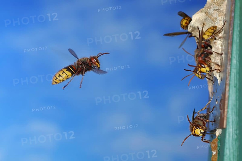 European hornet (Vespa crabro), worker flying to the nest with other workers at the entrance, flight photo, high-speed photo, North Rhine-Westphalia, Germany, Europe