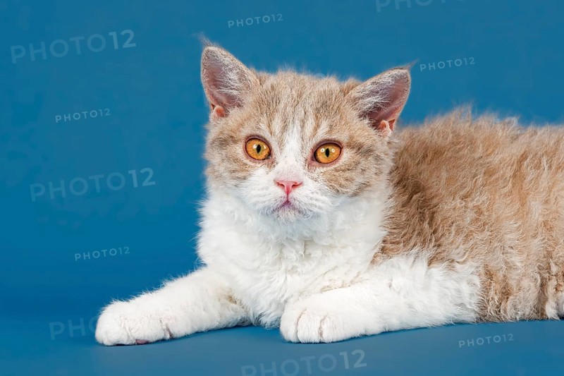 Pedigree cat Selkirk Rex, kitten, age 10 weeks, colour lilac mackerel tabby white, animal portrait, studio photo