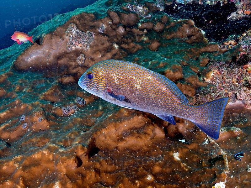 Orange-spotted sweetlips (Plectorhinchus flavomaculatus), Aliwal Shoal dive site, Umkomaas, KwaZulu Natal, South Africa, Africa