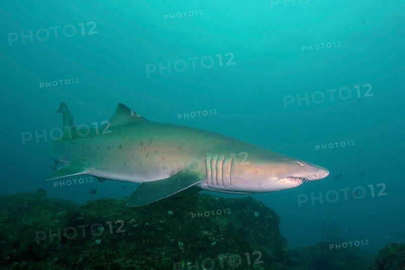 Sand tiger shark (Carcharias taurus) over the reef. Aliwal Shoal Dive Site, Umkomaas, KwaZulu Natal, South Africa, Africa