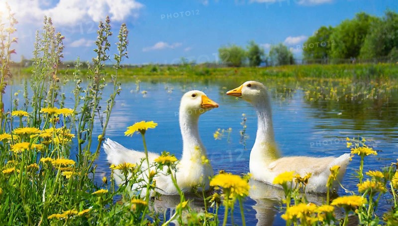 AI generated, animal, animals, bird, birds, biotope, habitat, one, individual, foraging, wildlife, goose, domestic goose, domestic geese, (Anser anser), female, gosling, gosling, yellow gosling, swim, pond, body of water, water, lie, meadow, flowers, summer, two, three, four, pet, domestic animals, farm animal, farm animals