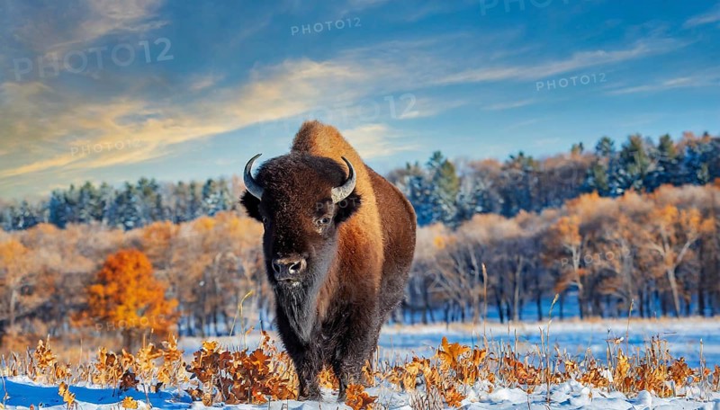 AI generated, animal, animals, mammal, mammals, biotope, habitat, one, individual, foraging, wildlife, bison, North America, Buffalo, wild cattle, (Bison bonasus), autumn, autumn leaves, early winter, snow