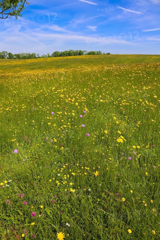 Flower meadow, landscape, yellow wildflowers, marsh marigold (Caltha palustris), meadow hawkweed (Hieracium caespitosum), field scabious (Knautia arvensis), summer mood, blue sky, clouds, nature near Neidlingen, Swabian Alb, Baden-Wuerttemberg, Germany, Europe
