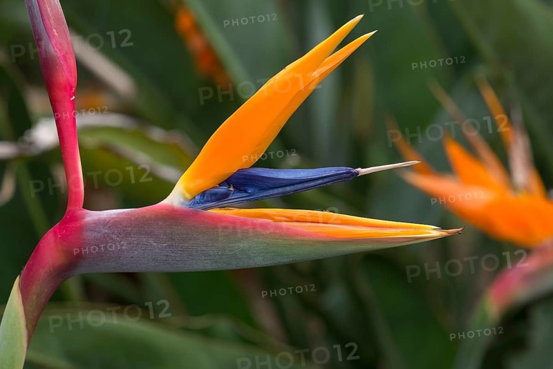 Flowering strelitzias (Strelitzia), Botanical Garden, Erlangen, Middle Franconia, Bavaria, Germany, Europe