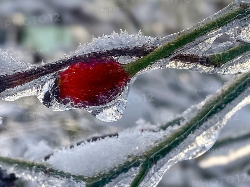 Icy rose branch with rose hip, lightning ice, Close Up, Frankfurt am Main, Hesse, Germany, Europe