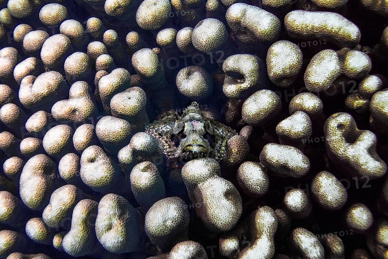 Papuan scorpionfish, (Scorpaenopsis papuensis), in stony coral (Montastrea annularis), Wakatobi Dive Resort, Sulawesi, Indonesia, Asia
