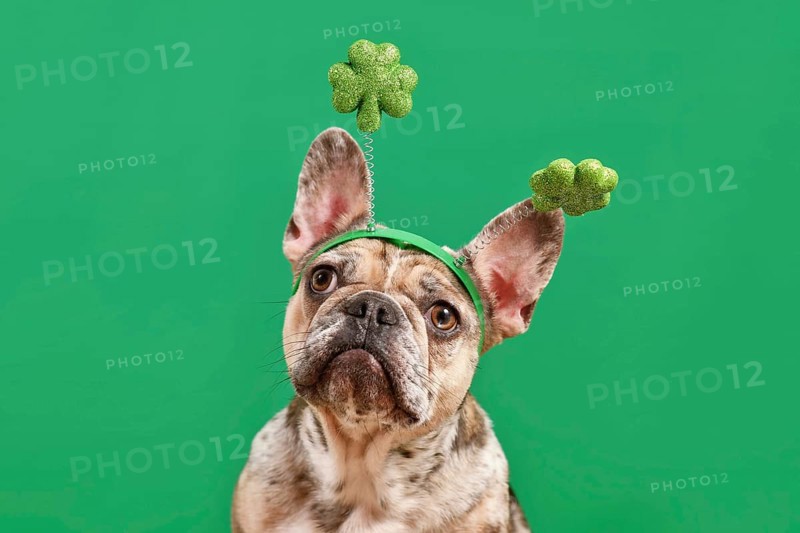 Merle French Bulldog dog wearing St. Patrick's Day shamrock costume headband on green background