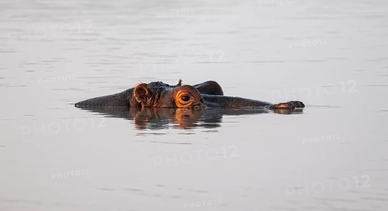 Hippopotamus (Hippopatamus amphibius) in the water at sunset with reflection, adult, animal portrait, eyes nose and ears looking out of the water, Sabie River, Kruger National Park, South Africa, Africa