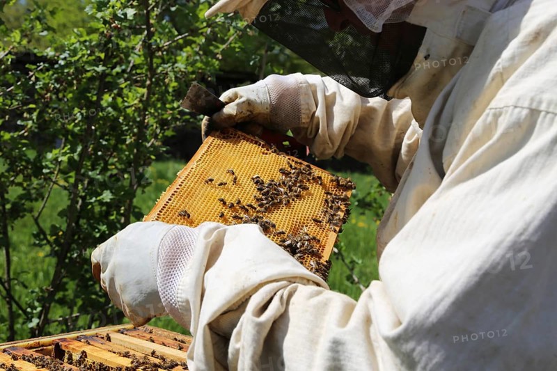 Beekeeper works on his hive