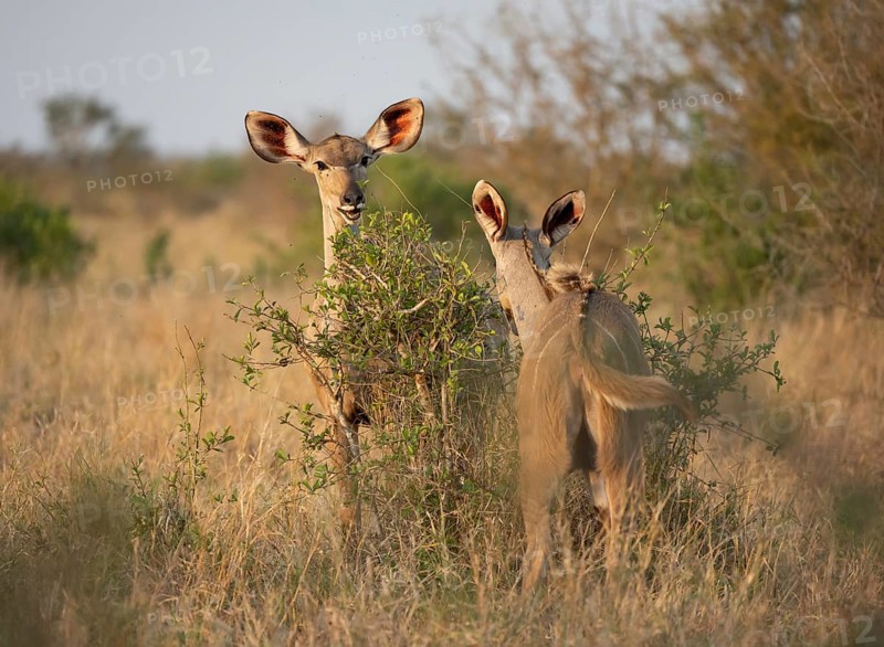 Greater Kudu (Tragelaphus strepsiceros), two adult females feeding on leaves on a bush, Kruger National Park, South Africa, Africa