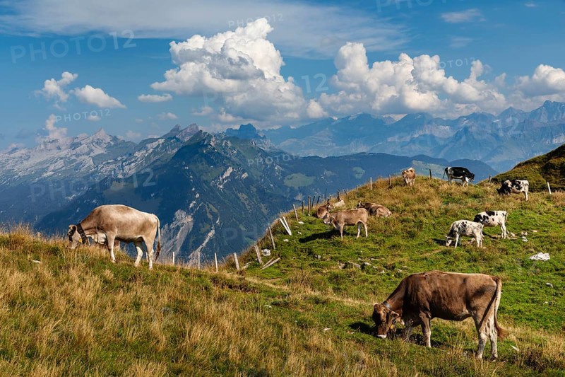 Cows on the Niederbauen, Lake Lucerne, Canton Uri, Switzerland, Lake Lucerne, Uri, Switzerland, Europe