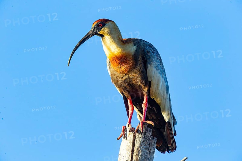 White-necked Ibis (Theristicus caudatus hyperorius) Pantanal Brazil