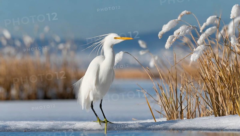 KI generated, animal, animals, bird, birds, biotope, habitat, one, individual, water, reed, snow, ice, winter, blue sky, foraging, wildlife, seasons, cattle egret (Bubulcus ibis)
