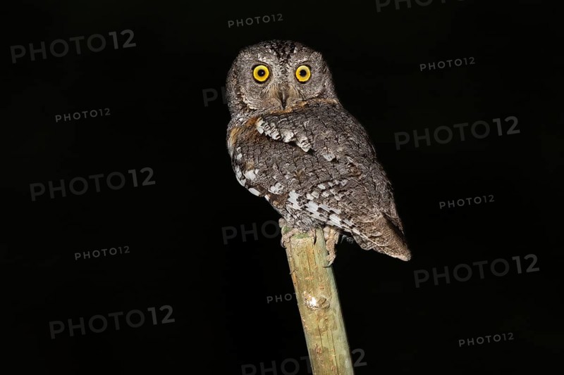African scops owl (Otus senegalensis), Namibia, Africa