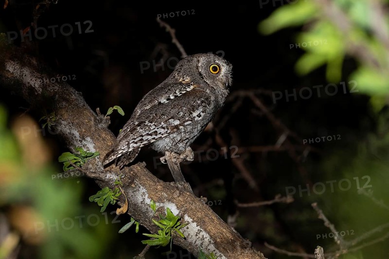 African scops owl (Otus senegalensis), Namibia, Africa