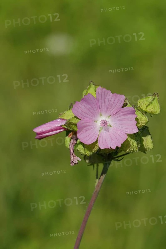 Mallow, musk mallow (Malva moschata), flower in a meadow, medicinal plant, aromatic plant, medicinal use, Wilnsdorf, North Rhine-Westphalia, Germany, Europe