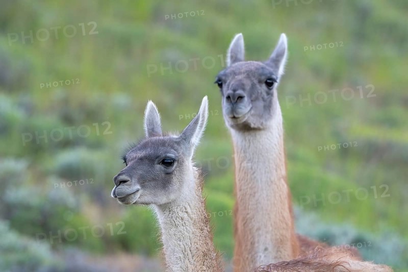 Guanaco (Llama guanicoe), Huanaco, adult, animal portrait, Torres del Paine National Park, Patagonia, end of the world, Chile, South America