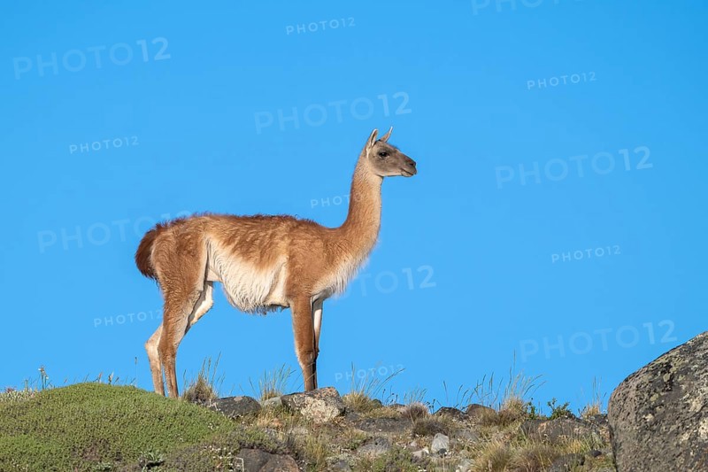 Guanaco (Llama guanicoe), Huanako, adult, in front of blue sky, Torres del Paine National Park, Patagonia, end of the world, Chile, South America