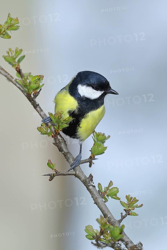 Great tit (Parus major) male sitting in a common hawthorn (Crataegus monogyna), North Rhine-Westphalia, Germany, Europe