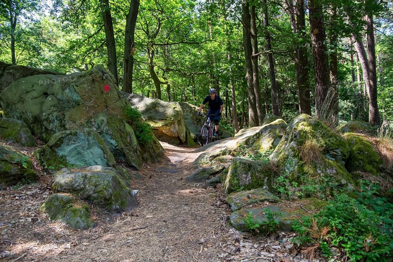 Mountain bikers on the road in the Palatinate Forest