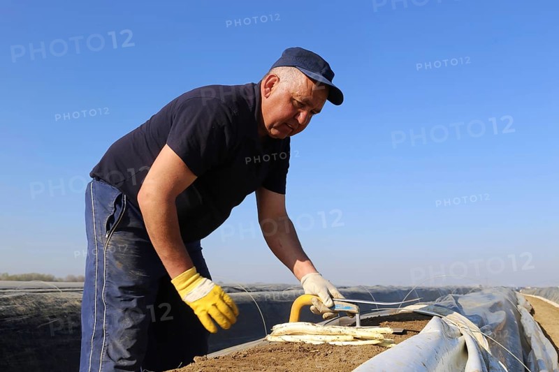 Harvest workers from Romania harvesting asparagus in a field near Mutterstadt, Rhineland-Palatinate