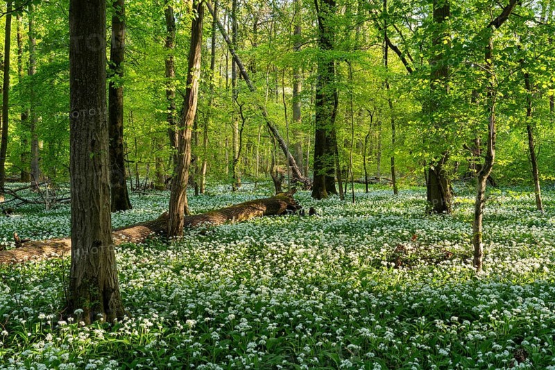 A sunny deciduous forest with white flowering ramson (Allium ursinum) in spring. Dead wood lies on the forest floor. Rhine-Neckar district, Baden-Wuerttemberg, Germany, Europe