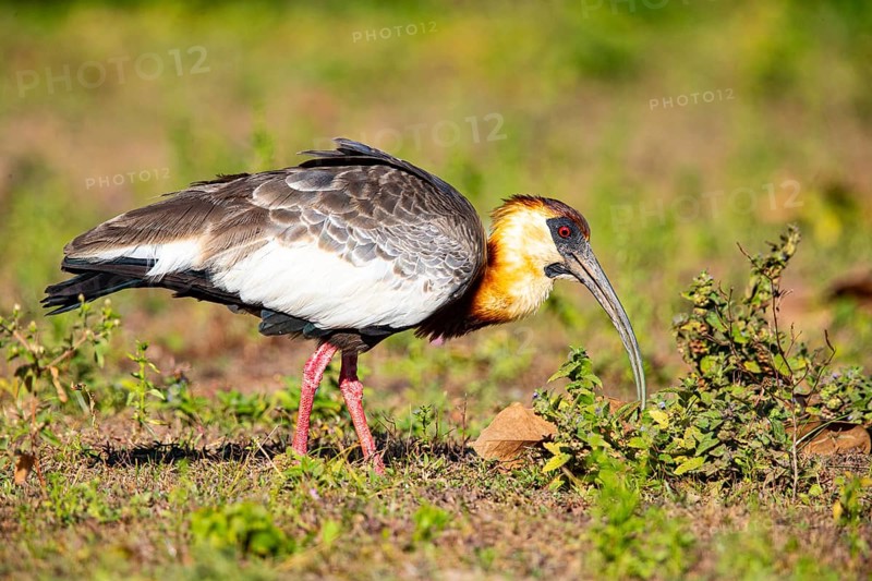 White-necked Ibis (Theristicus caudatus hyperorius) Pantanal Brazil