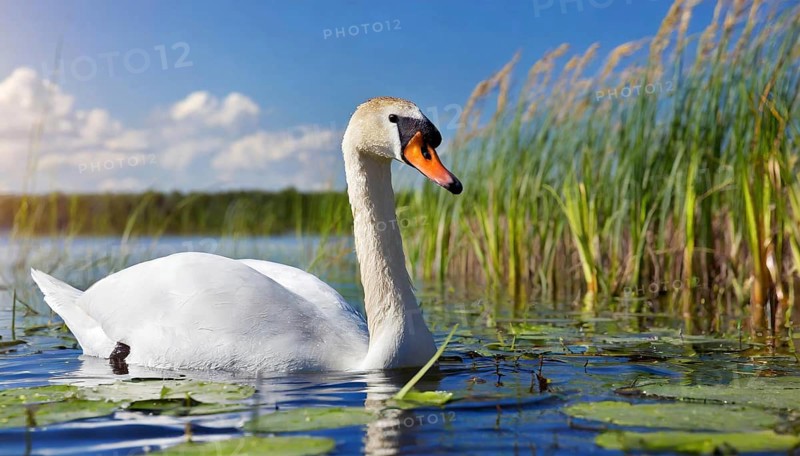 Ai generated, animal, animals, bird, birds, biotope, habitat, one, individual, swims, waters, reeds, water lilies, blue sky, foraging, wildlife, white, white swan, swans, mute swan (Cygnus olor), summer, seasons, sideways