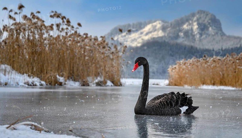 KI generated, animal, animals, bird, birds, biotope, habitat, one, individual, water, reed, blue sky, foraging, wildlife, summer, seasons, black swan (Cygnus atratus), Black Swan, snow, ice, winter
