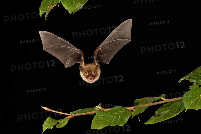 Bechstein's bat (Myotis bechsteinii) in flight, Lower Saxony, Germany, Europe
