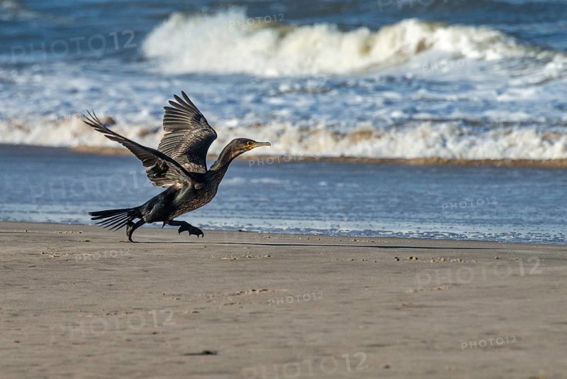 Great cormorant (Phalacrocorax carbo) taking off to fly, Henne Strand, Syddanmark, Denmark, Europe
