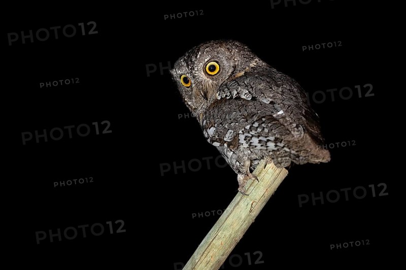African scops owl (Otus senegalensis), Namibia, Africa