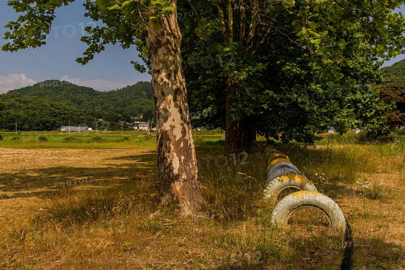 Row of painted tires planted in ground under shade trees in field of tall grass in South Korea